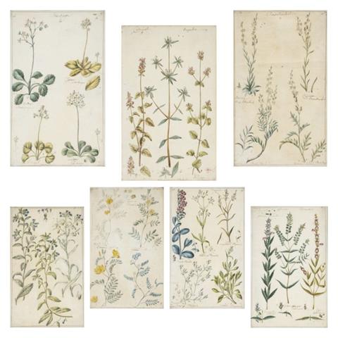 Englischer Künstler um 1800, 7 Pflanzen-Aquarelle